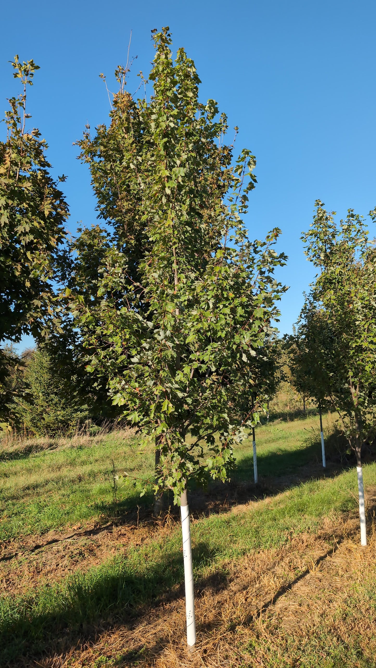 Autumn Radiance® Maple (Ball and Burlap)