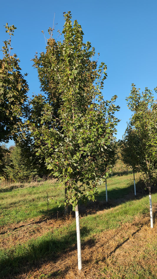 Autumn Radiance® Maple (Ball and Burlap)