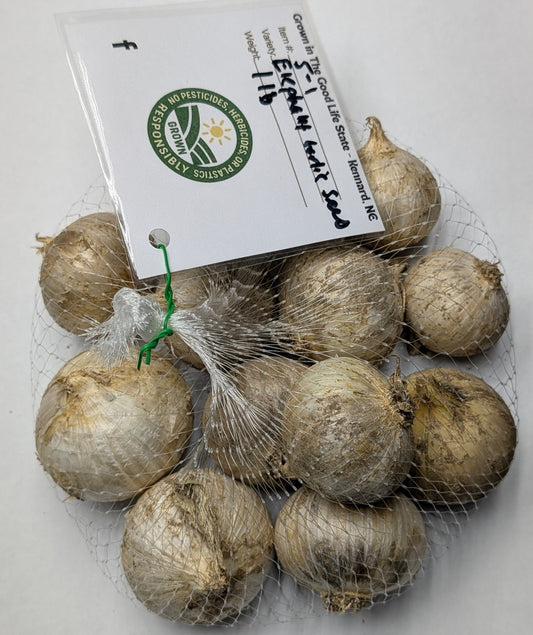 Elephant Garlic Seed (Rounds)