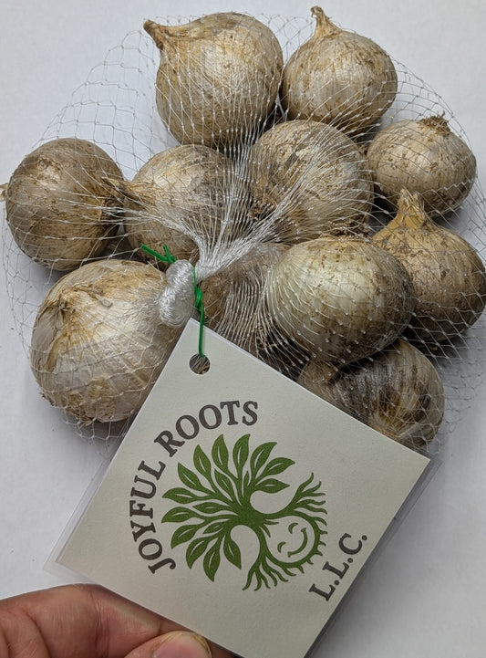 Elephant Garlic Seed (Rounds)