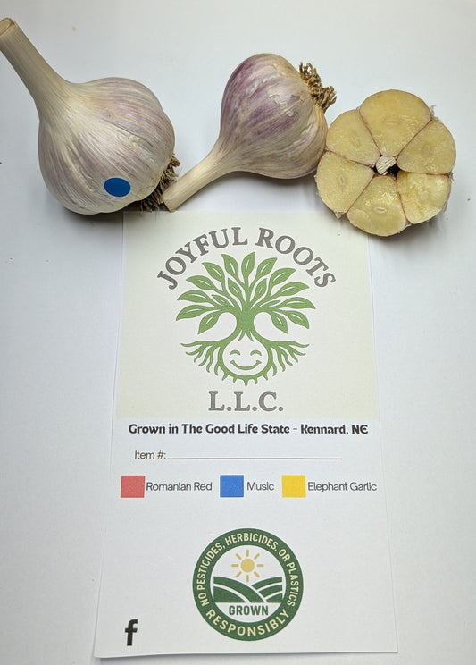 (1/2) lb Music hardneck garlic for eating/planting-Culinary grade