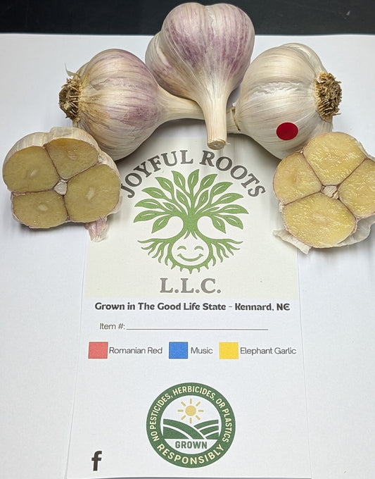 (1/2) lb Romanian Red Hardneck Garlic for eating/planting-Culinary Grade